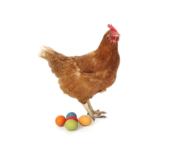 Kyckling med påskägg — Stockfoto