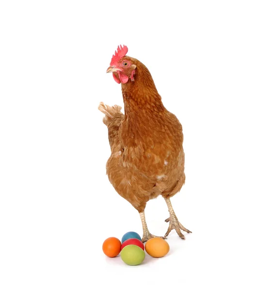 Kurczak z pisanki — Zdjęcie stockowe