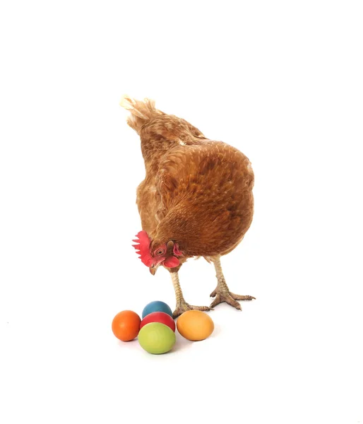 Kurczak z pisanki — Zdjęcie stockowe