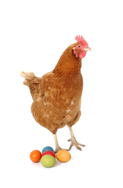 Chicken with easter eggs — Stock Photo, Image