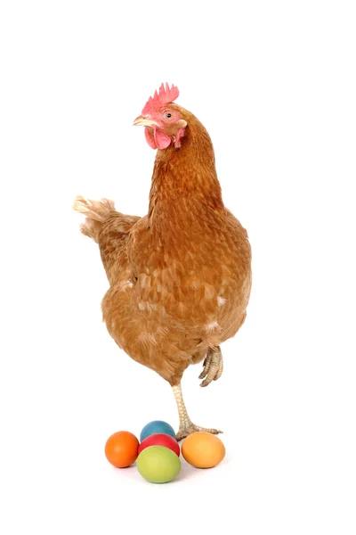 stock image Chicken with easter eggs