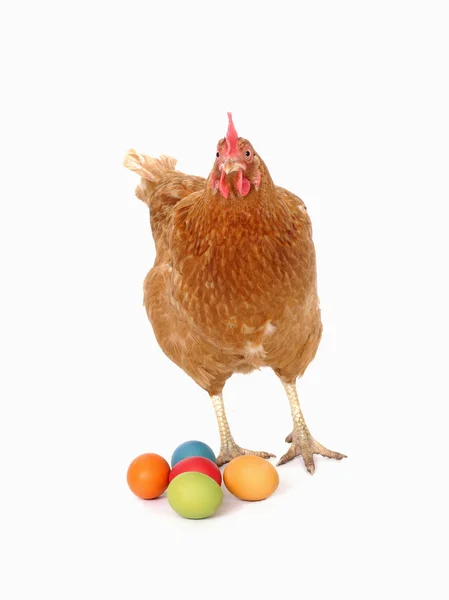Chicken with easter eggs — Stock Photo, Image