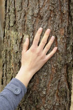 Hand touches a tree clipart