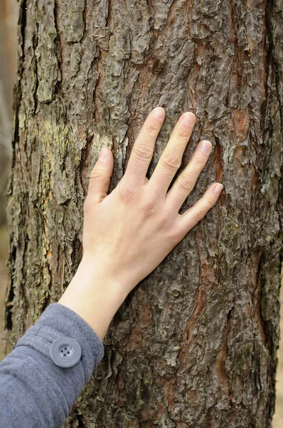 La mano tocca un albero — Foto Stock