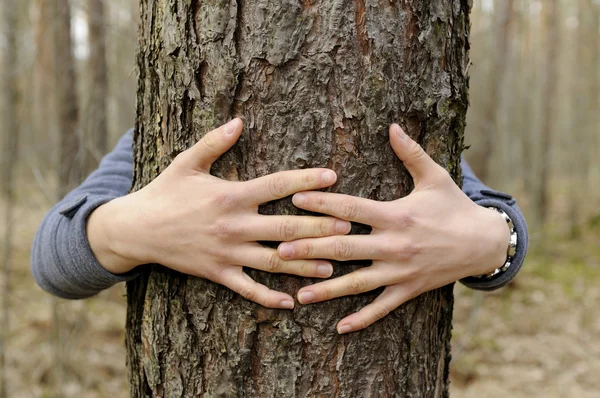 Руки обіймають дерево — стокове фото