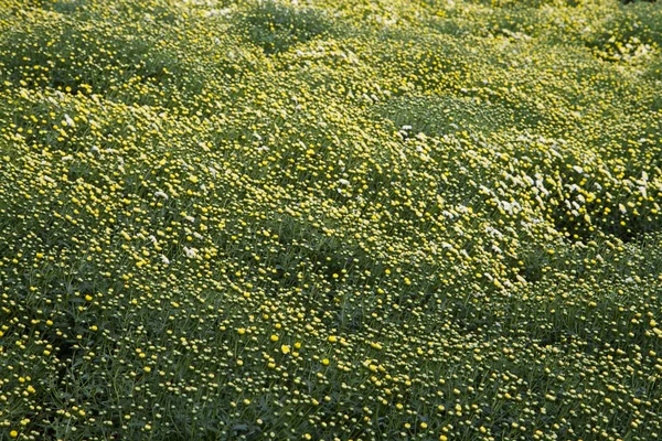 Duże pola żółte chryzantemy — Zdjęcie stockowe