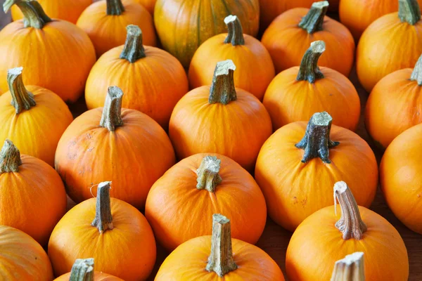 Rows of pumpkins — Stock Photo, Image