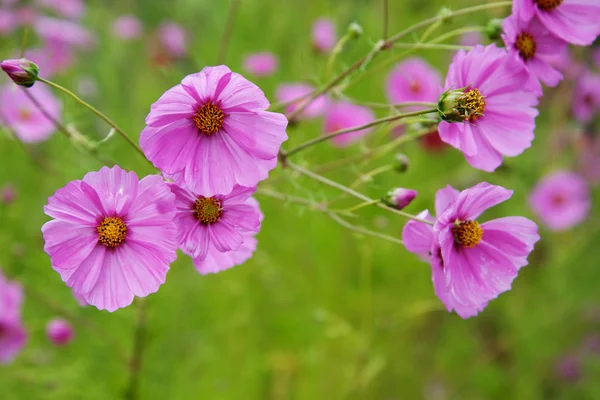 Veilchenkosmos Blumen — Stockfoto