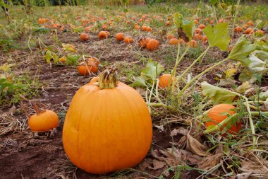 Pumpkin Field clipart