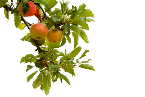 Isolated apple branch — Stock Photo, Image