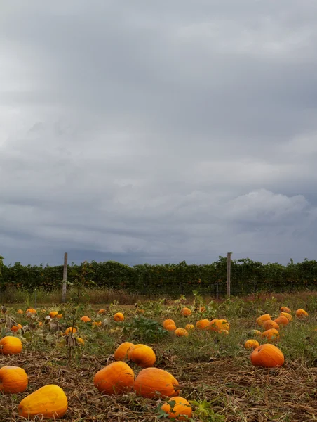 Pumpkin field sky — Stock Photo, Image