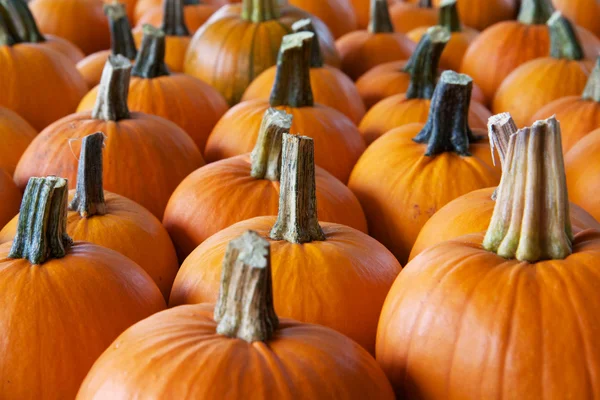 Rows of pumpkins perspective — Stock Photo, Image