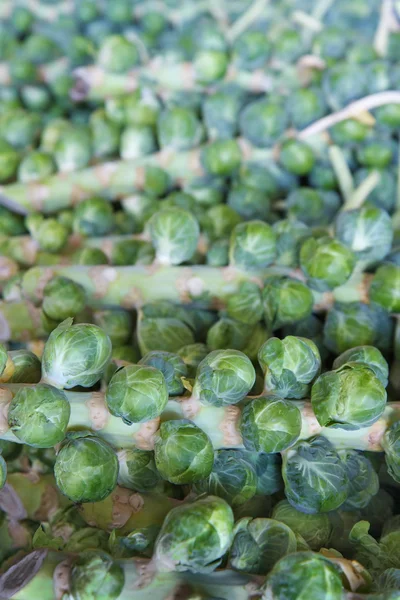 Brussel Sprout stalks — Stock Photo, Image