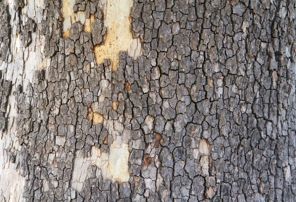 Ağaç kabuğu Mozaik — Stok fotoğraf