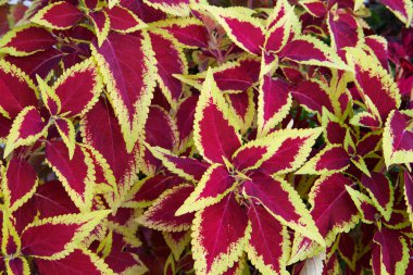 Coleus bush