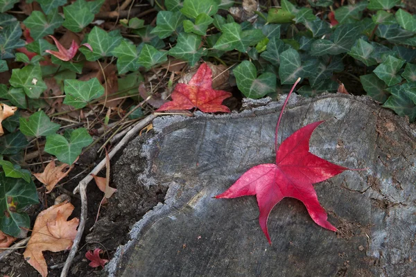 Röda blad trädstam — Stockfoto