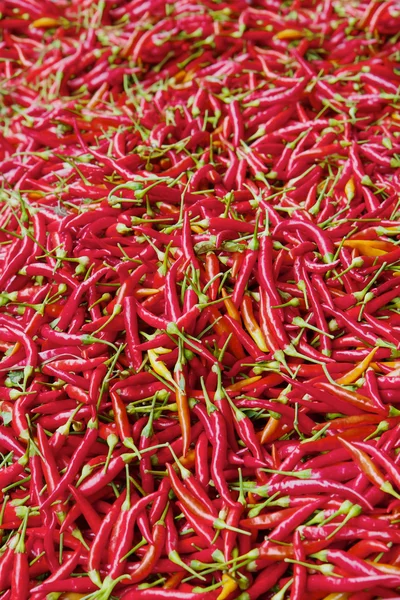 Thousands of Red peppers — Stock Photo, Image