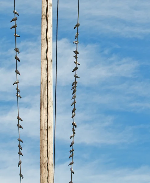 Pombos em linhas de energia distantes — Fotografia de Stock