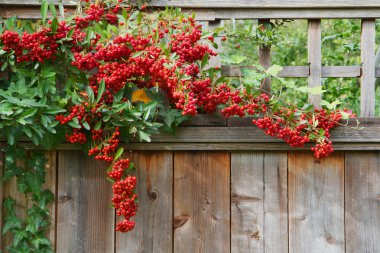 Red pyracantha berries fence close clipart