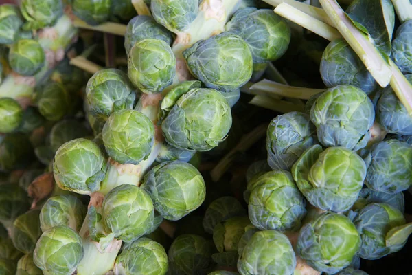 Brussel sprout stalks — Stock Photo, Image