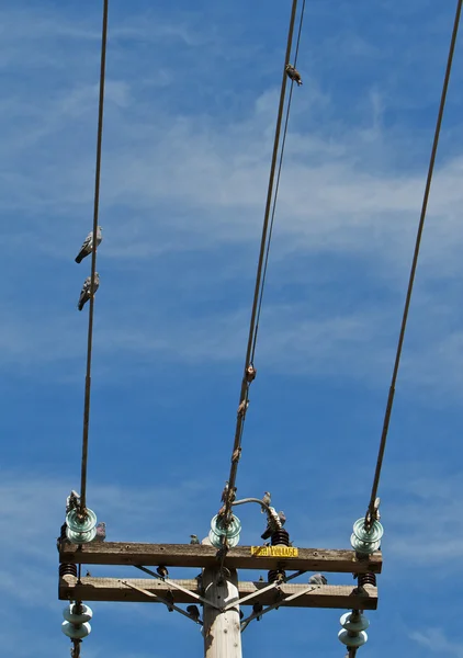Pombos em linhas de energia fechar — Fotografia de Stock