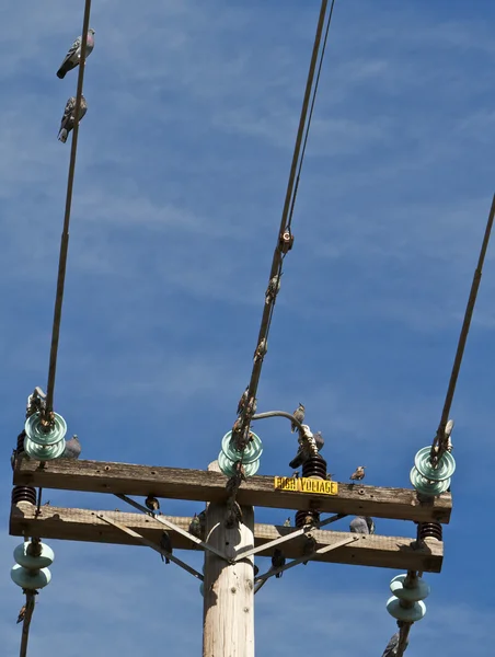 Güvercinler güç hatları yakın — Stok fotoğraf