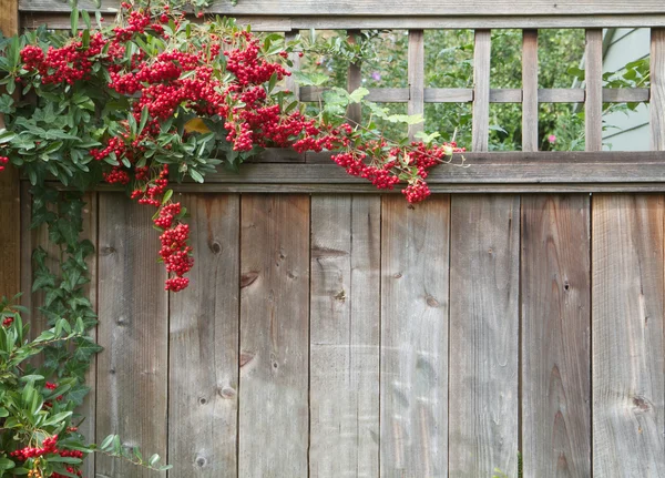 stock image Red pyracantha berries fence