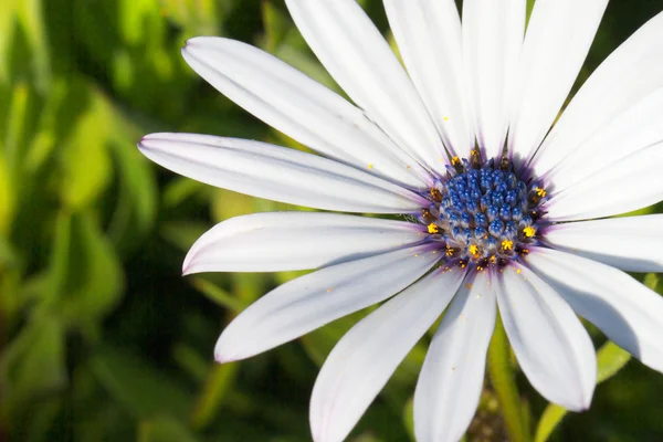 White Daisy blue stamen macro — Stock Photo, Image
