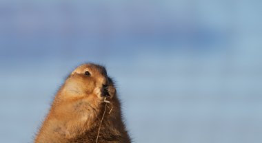 prarie köpek eating