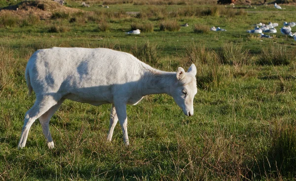 stock image Young White Elk no horns