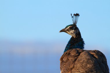 Tavus kuşu kafasını çevirdi