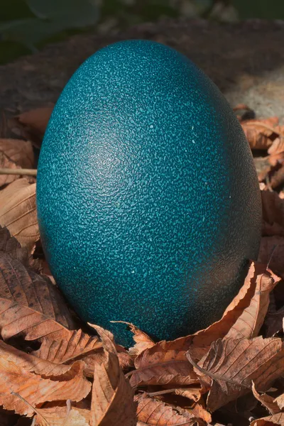 Mavi devekuşu yaprakları yumurta
