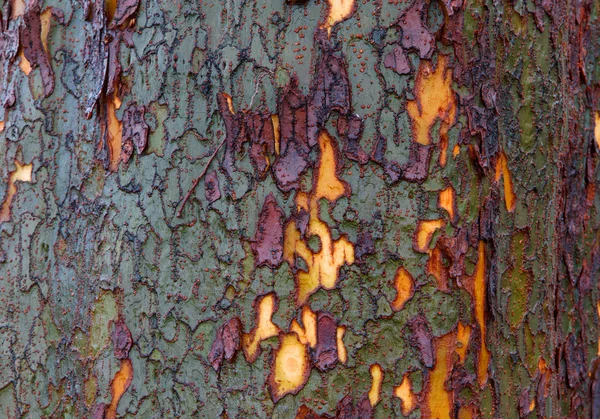 Green purple yellow bark — Stock Photo, Image