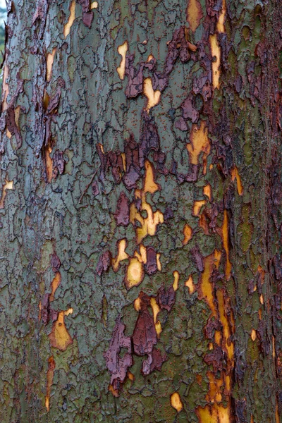 绿色紫色黄色树皮垂直 — 图库照片