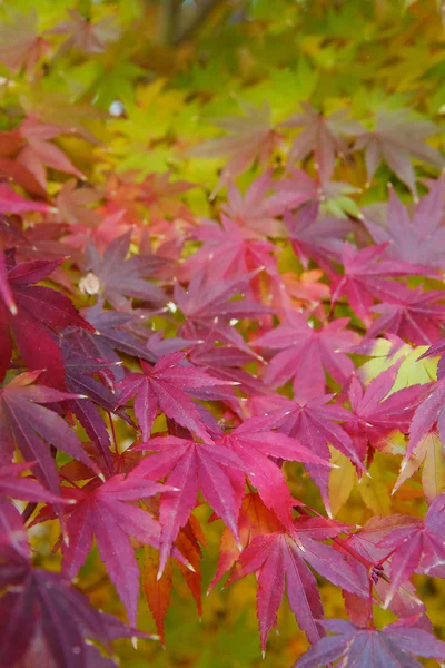 Stock image Soft Autumn Leaves