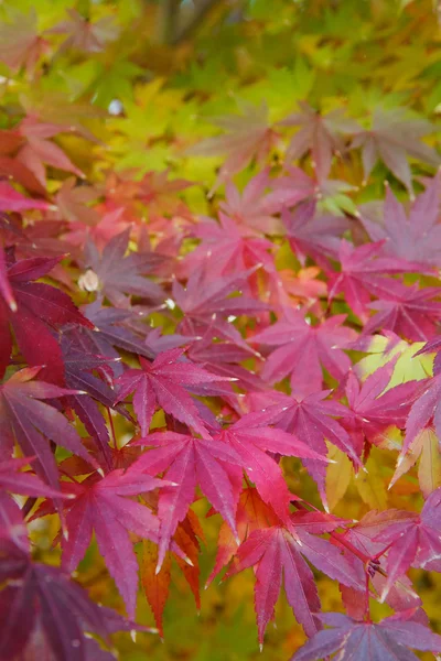 Soft Autumn Leaves Stock Image