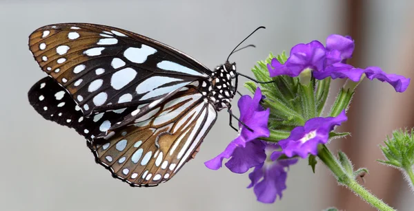 Schwarz-weißer Schmetterling sitzt auf hübscher lila Blume — Stockfoto