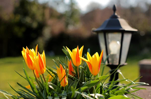 Bonitos tulipanes rojos y amarillos en un jardín inglés — Foto de Stock