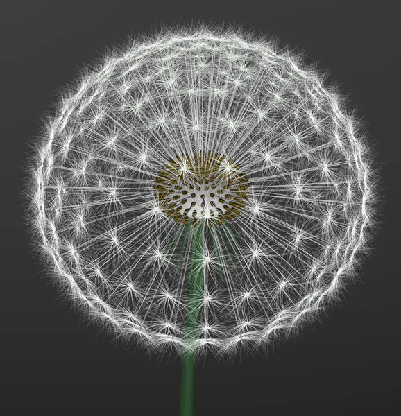 A dandelion — Stock Photo, Image