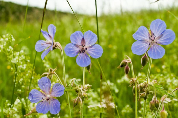 stock image Geranium meadow or meadow geranium