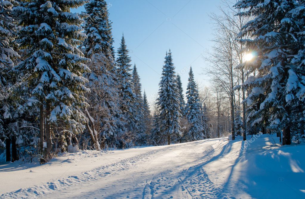 Winter, sunny day in the woods — Stock Photo © Godlind #4464939