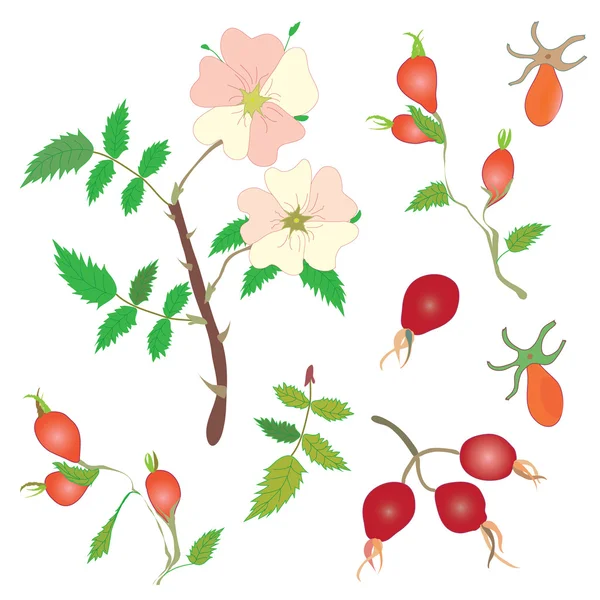 Eine Reihe von Bürstenbeeren - Beeren und Blumen — Stockvektor
