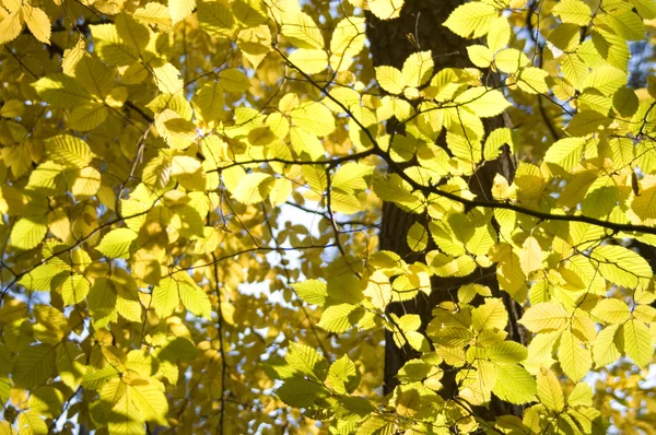 stock image Yellow leaves