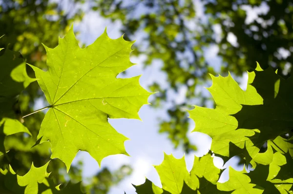 stock image Green leaves