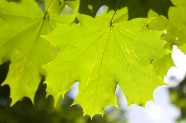 stock image Green leaves