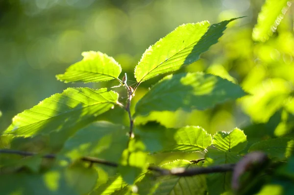 stock image Green leaves