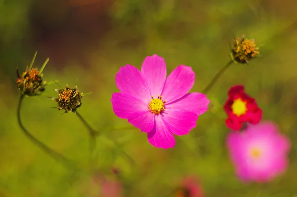 Flor rosa — Foto de Stock