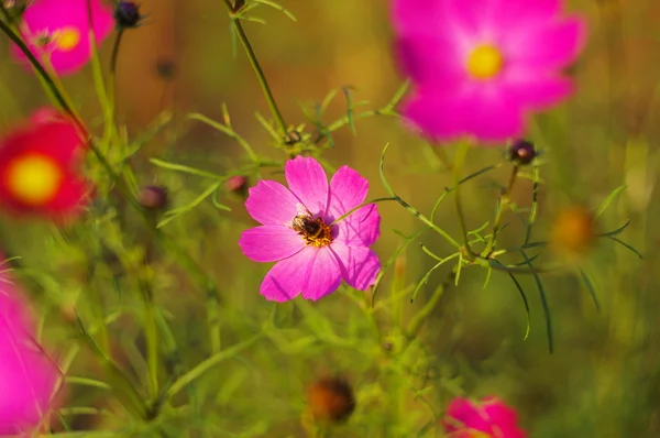 Rózsaszín virág — Stock Fotó