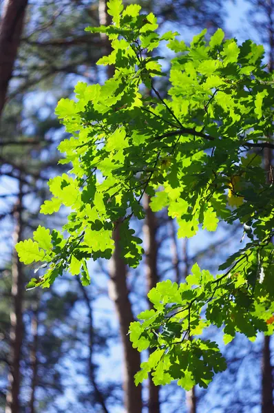 Stock image Green leaves