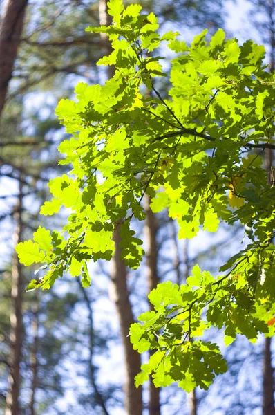 stock image Green leaves